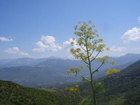 Ferula communis